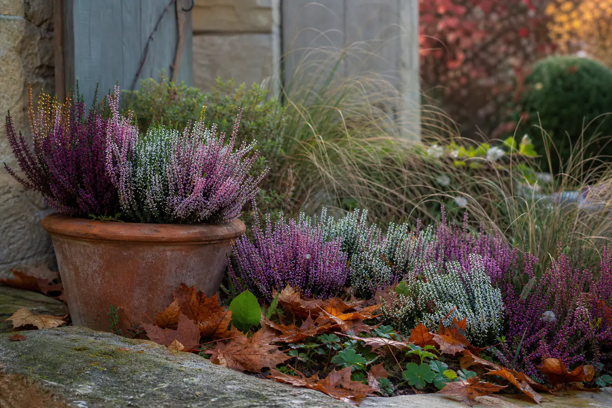 Potée de bruyères roses et blanches associées à une graminée sur une terrasse de jardin français en automne
