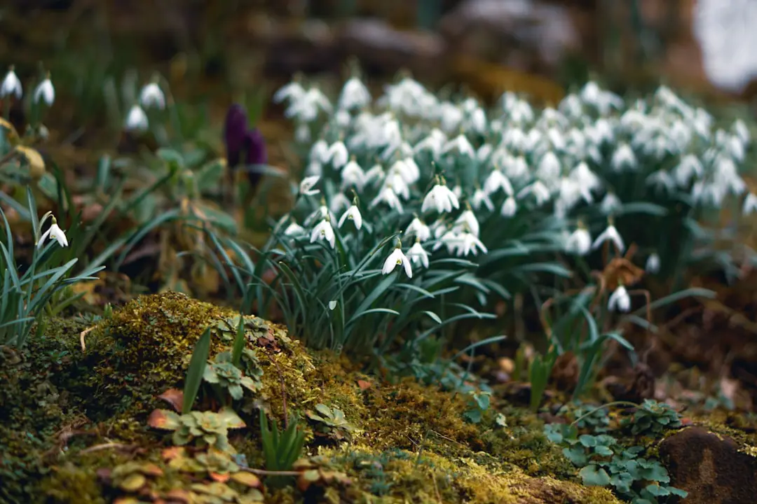 Massif de vivaces aux tiges sèches entouré de feuilles mortes dans un jardin français en hiver