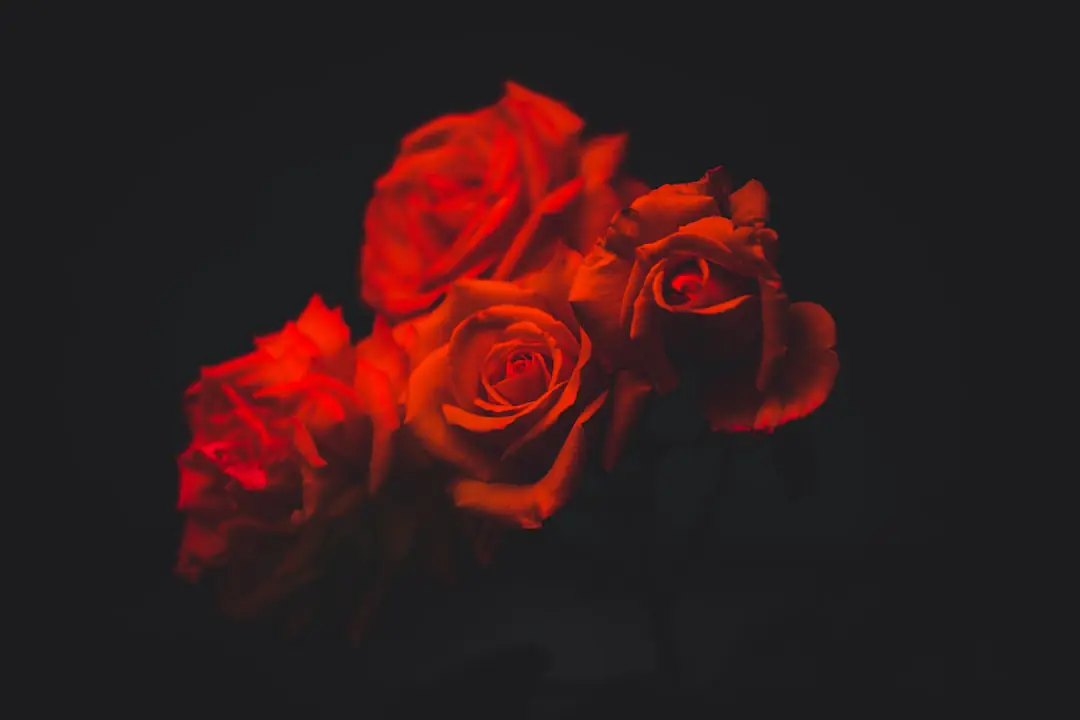 Rosier buisson en fleurs avec compost mûr épandu en fine couronne dans un jardin français au printemps