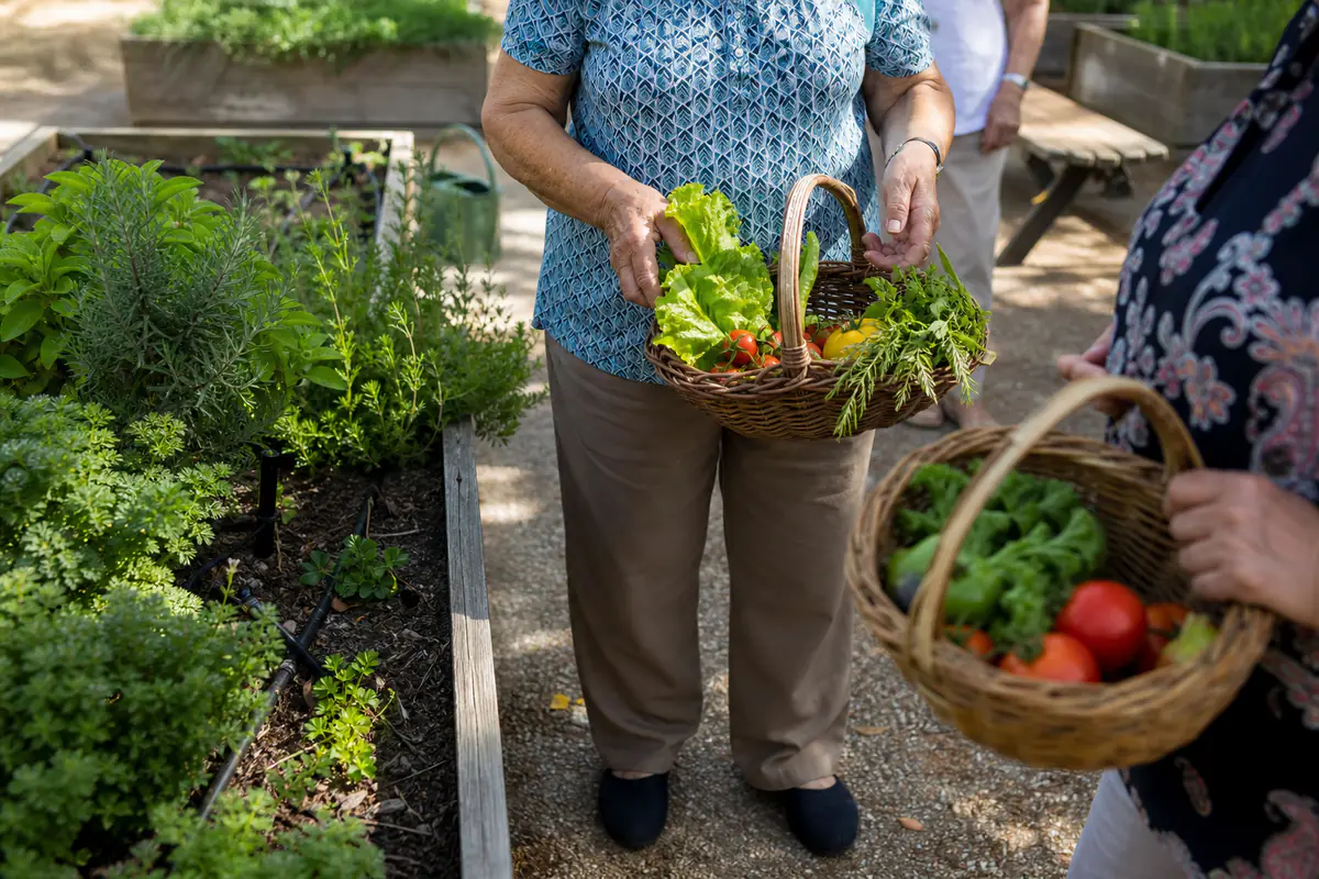 Seniors échangeant autour de bacs potagers surélevés dans un jardin communautaire ensoleillé et accessible