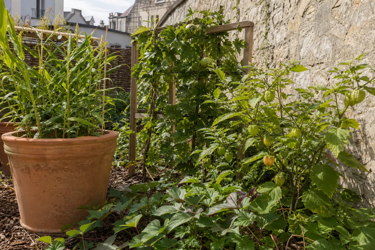 Potager exotique abrité par un mur ensoleillé, avec patates douces, physalis et grimpantes sur treillage