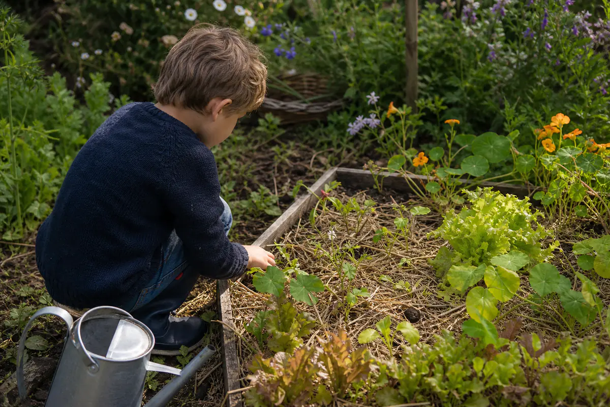 Enfant observant avec attention de jeunes pousses dans un petit potager familial paillé et fleuri