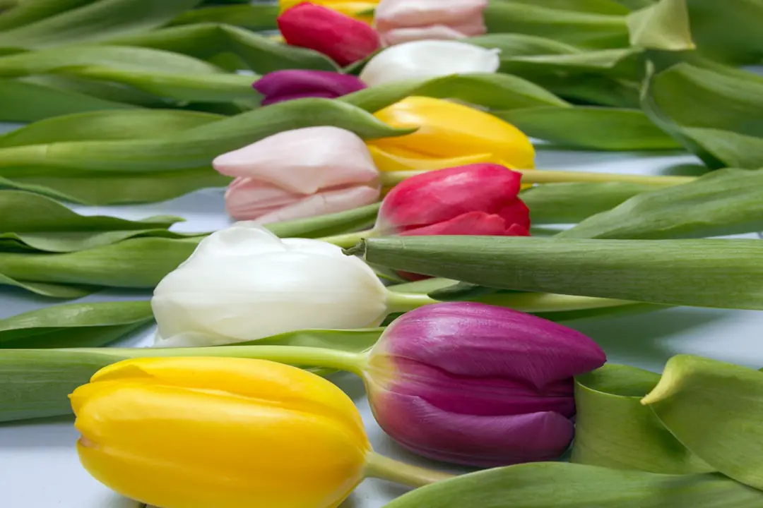 Allée d’un jardin français bordée de fleurs colorées, pots fleuris et table préparée pour une journée conviviale