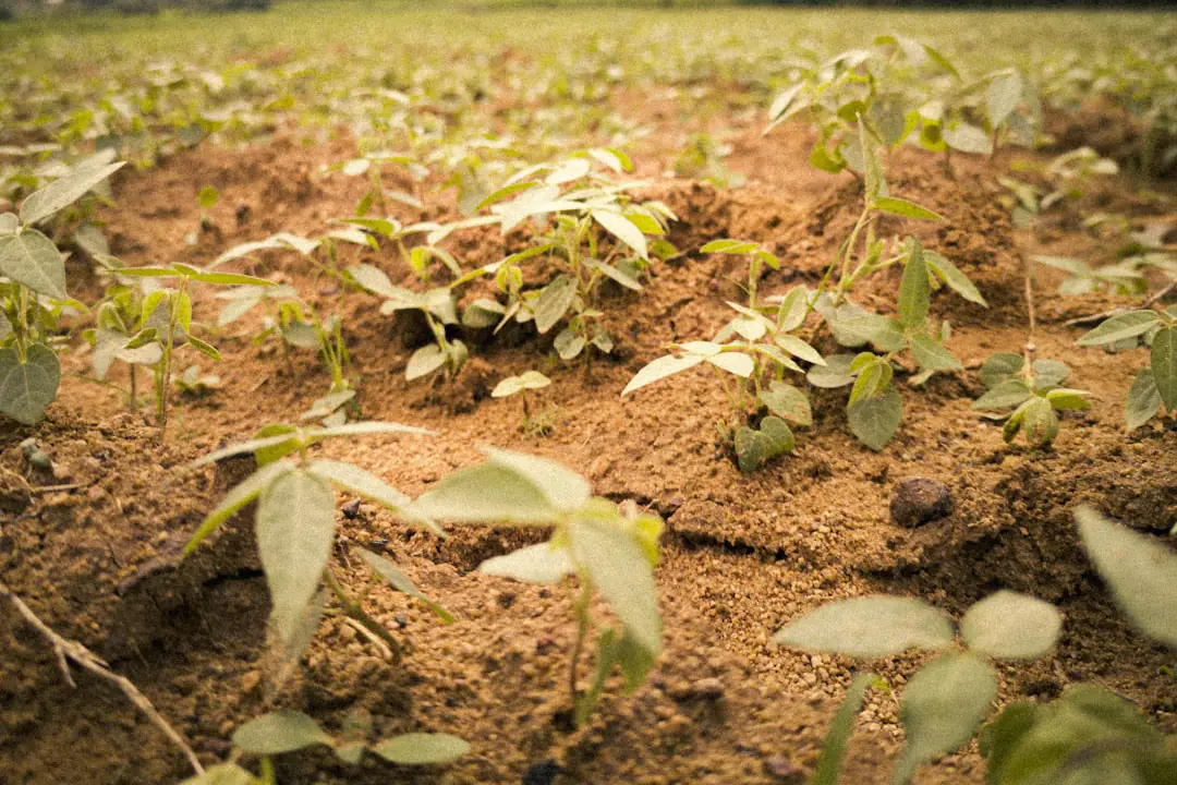 Tas de feuilles mortes en décomposition dans un cylindre de grillage, près d'un potager français en automne.