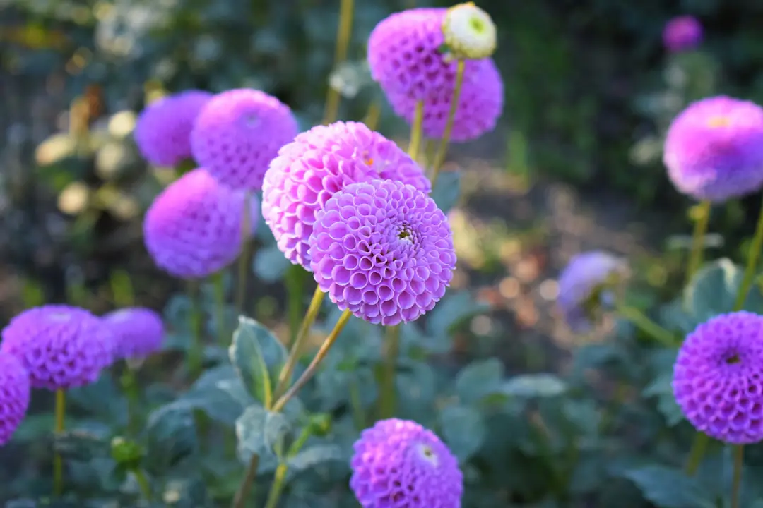 Productrice préparant des bouquets de dahlias fraîchement coupés dans un jardin fleuri et tuteuré