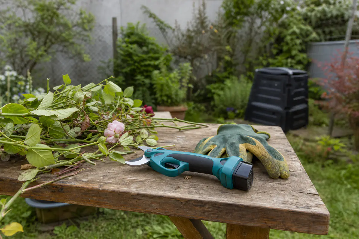 Sécateur sans fil compact posé près de rameaux de rosier fraîchement taillés dans un jardin français