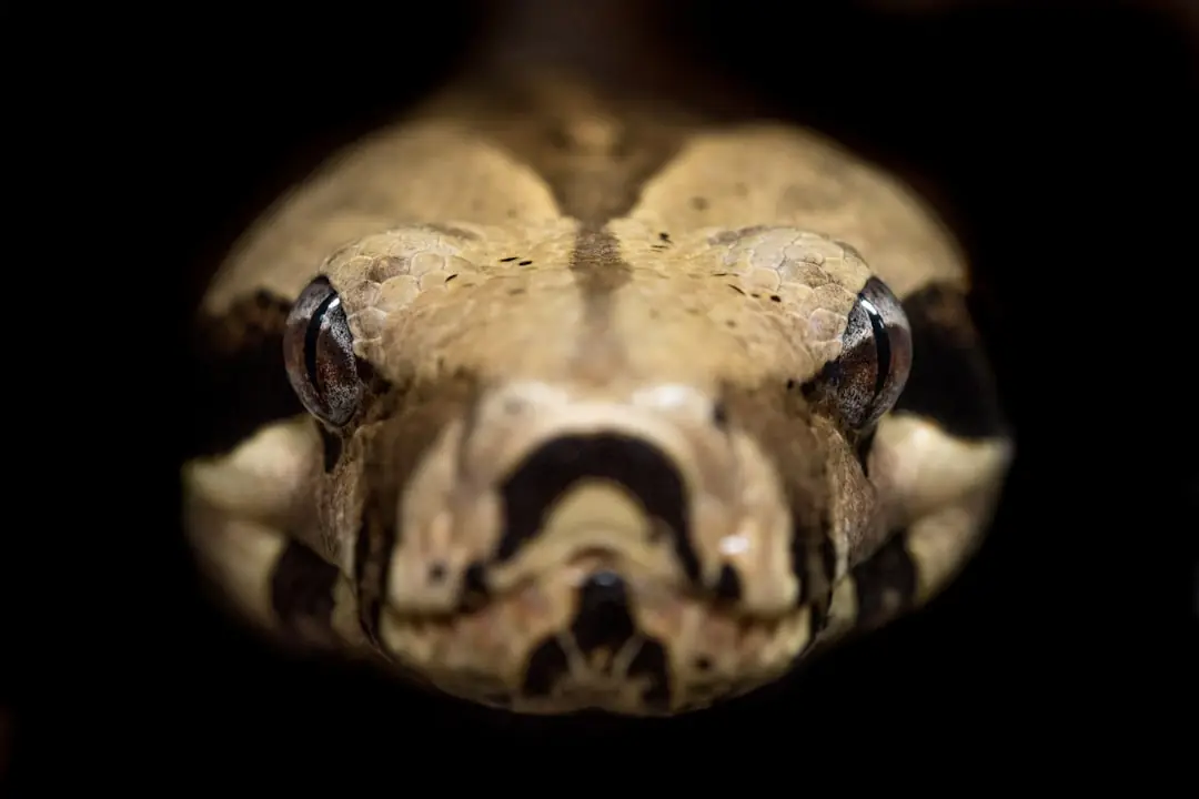 Serpent discret près d’une façade, séparée d’un tas de bois et d’une végétation récemment éclaircie