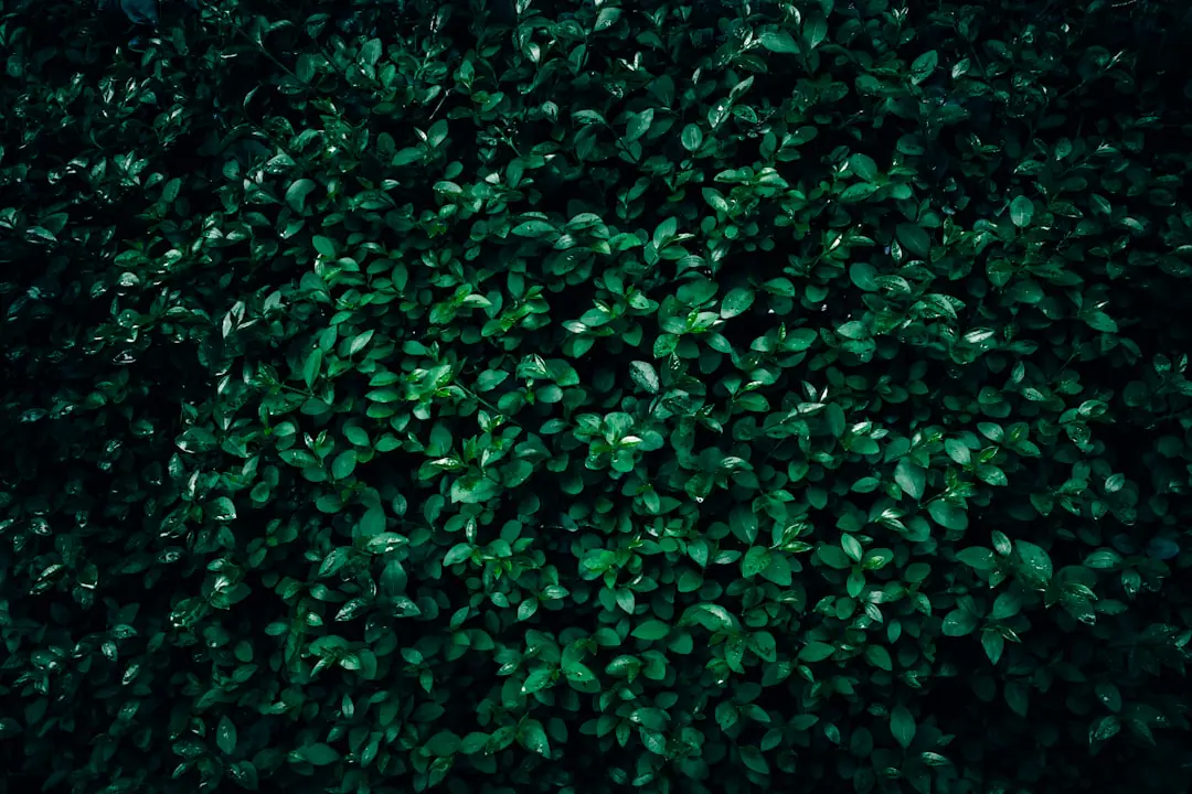 Jardinier équipé de protections taillant une haie dense avec un taille-haies thermique dans un jardin français