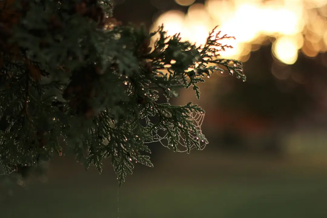 Jardinier renouvelant un paillage de feuilles broyées au pied d’un jeune arbre dans un jardin français