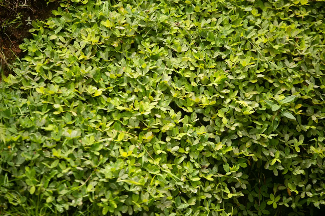 Jardinier utilisant un taille-haie électrique pour égaliser une haie dense dans un jardin français lumineux