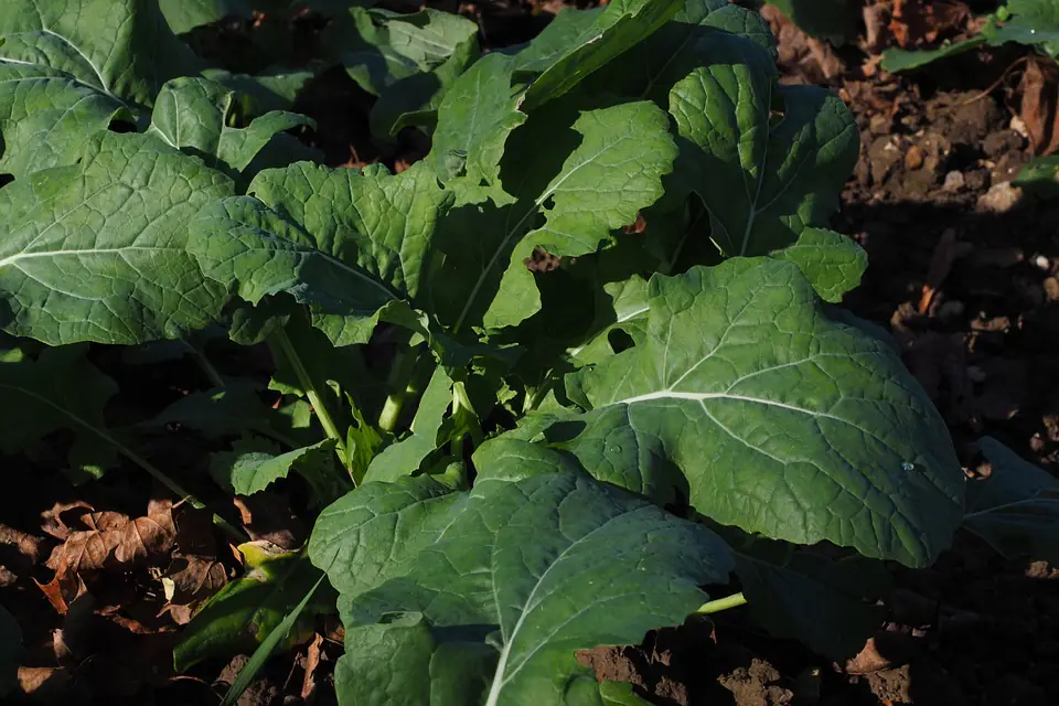 Engrais vert de phacélie en fleur sur une planche de potager français, entourée de légumes et de paillage
