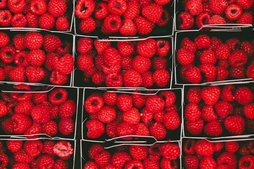 Rang de framboisiers palissés et paillés, plantés en automne dans un potager français ensoleillé