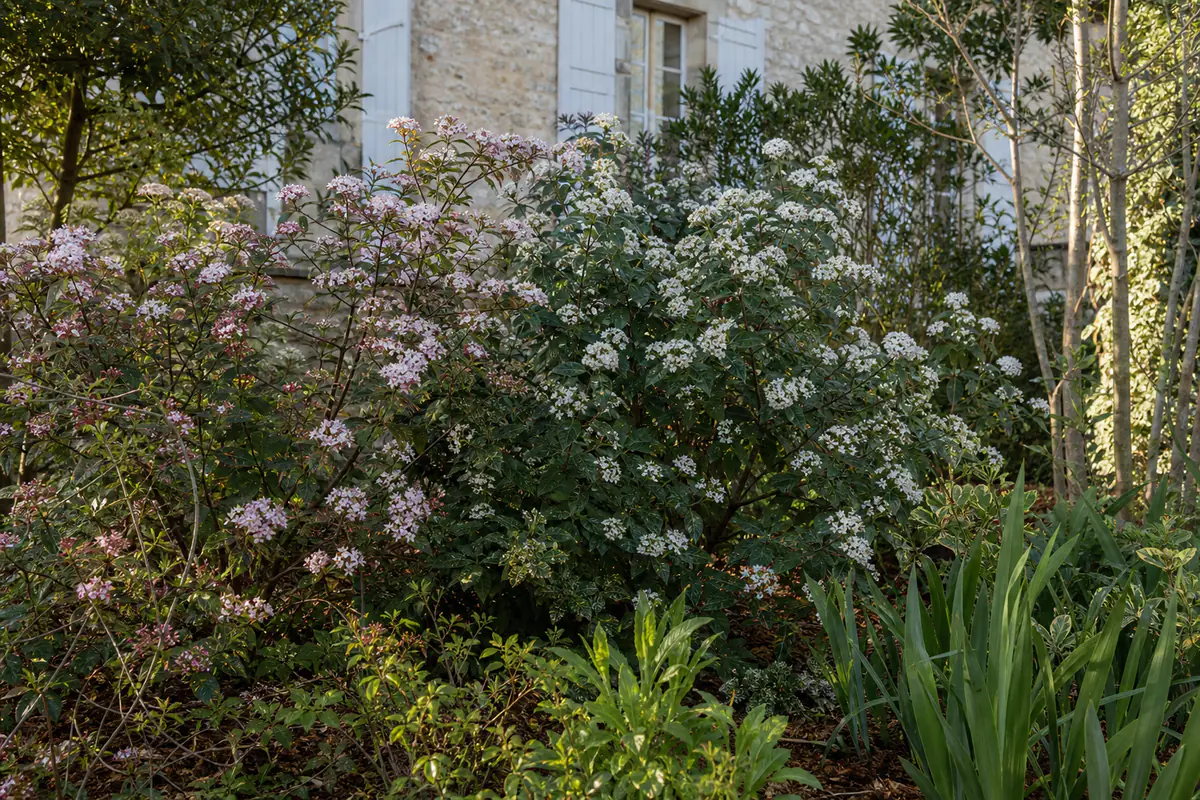 Viornes en fleurs blanches et roses dans un jardin français, avec feuillages et arbustes de saison