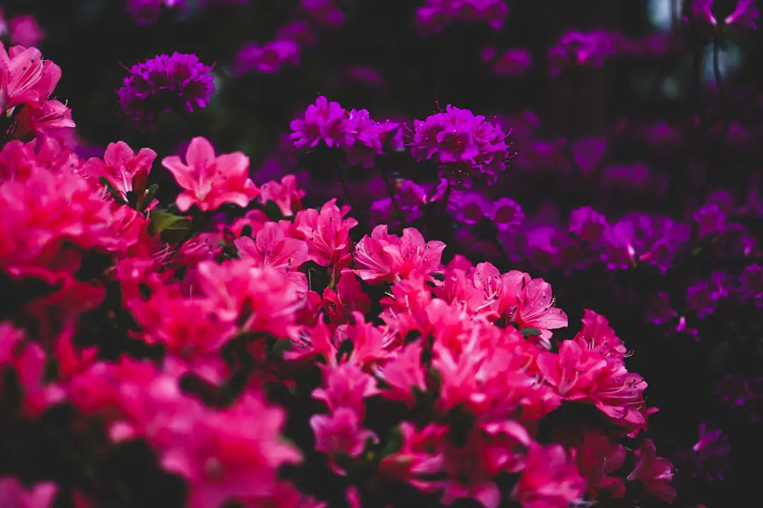 Jardinière de fuchsias, bégonias et lobélias fleuris sur un balcon français lumineux orienté au nord