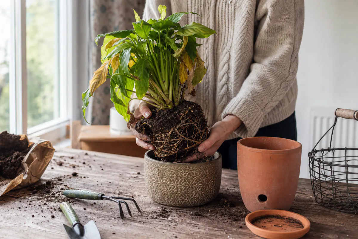 Plante d’intérieur aux feuilles tombantes sortie d’un cache-pot, avec terreau humide et pot drainant à côté