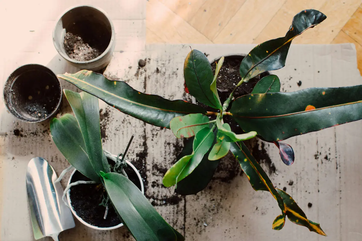 Sécateur électrique sans fil posé près de rosiers taillés, avec branches fraîches et gants de jardinage