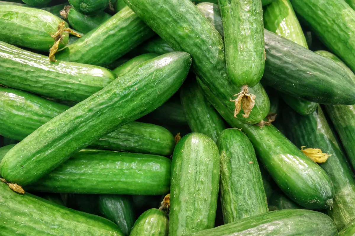 Plant de concombre palissé dans un potager français, tiges guidées et jeunes fruits verts prêts à cueillir.